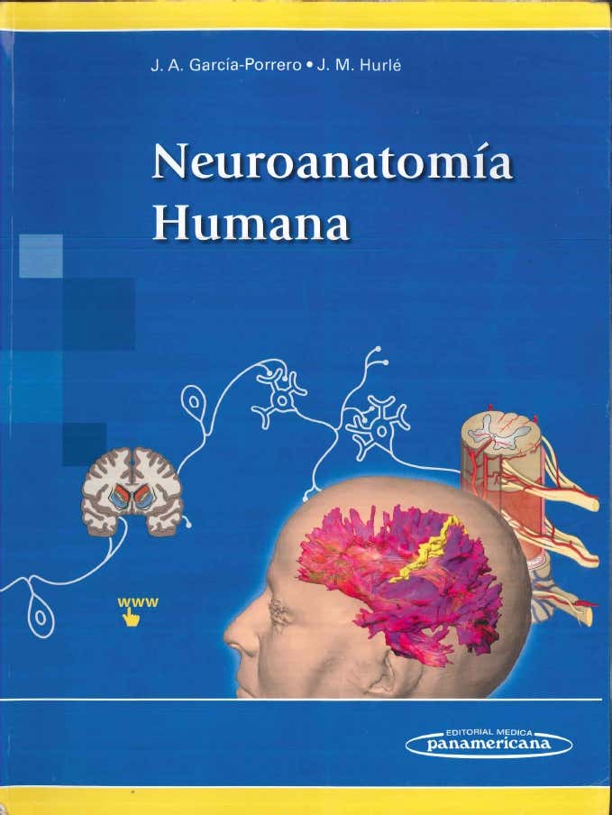 Anatomía Humana